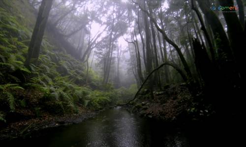 Imagen de La Gomera cumple 10 años como Reserva de la Biosfera y será sede del Comité Español del programa MaB